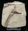 Fossil Cedrelospermum & Rush Leaves - Green River Formation #16767-1